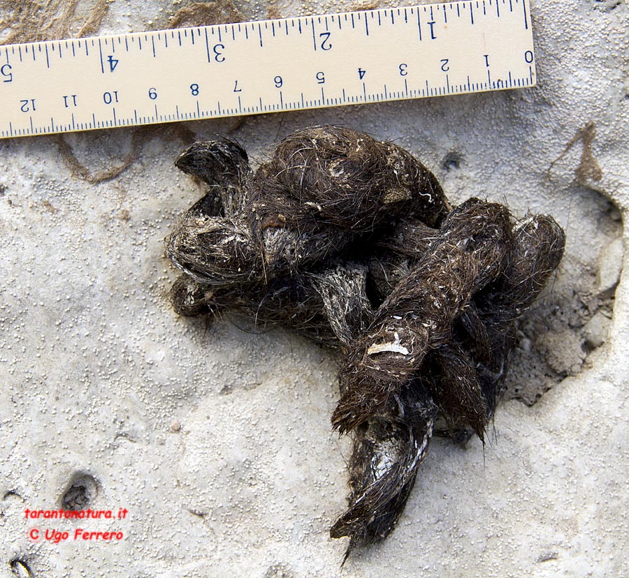 Fatte piene di pelo: lupo, volpe o.....